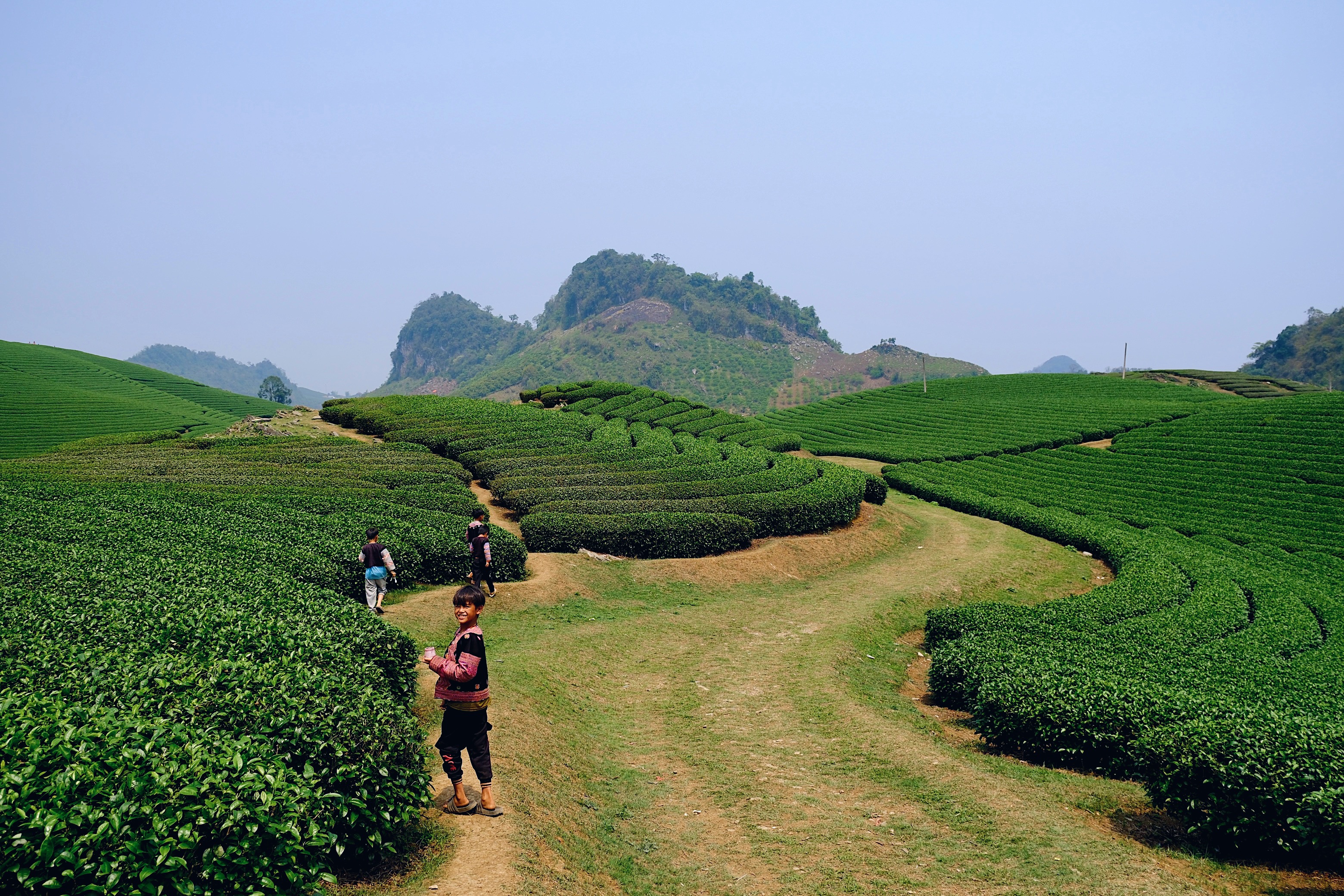 A lush green tea plantation in Moc Chau Northern Vietnam, with curved rows of tea bushes and children walking through the rolling landscape